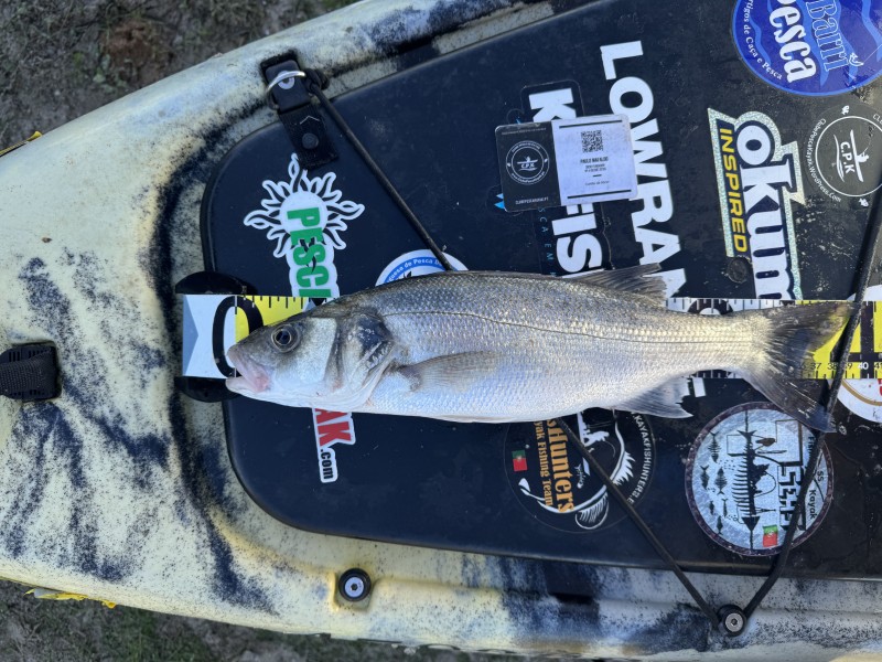 Fish Measure Picture